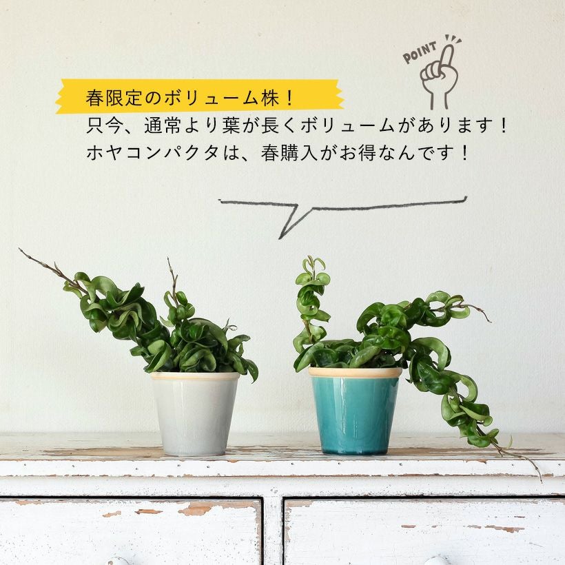 ホヤ・コンパクタを陶器鉢に植え替えて。インテリア性が高いミニ観葉植物