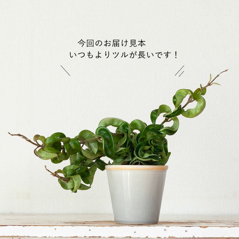 ホヤ・コンパクタを陶器鉢に植え替えて。インテリア性が高いミニ観葉植物