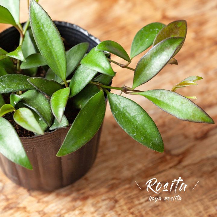 観葉植物『ホヤ』カルノーサ他21種！花、育て方｜サクララン属