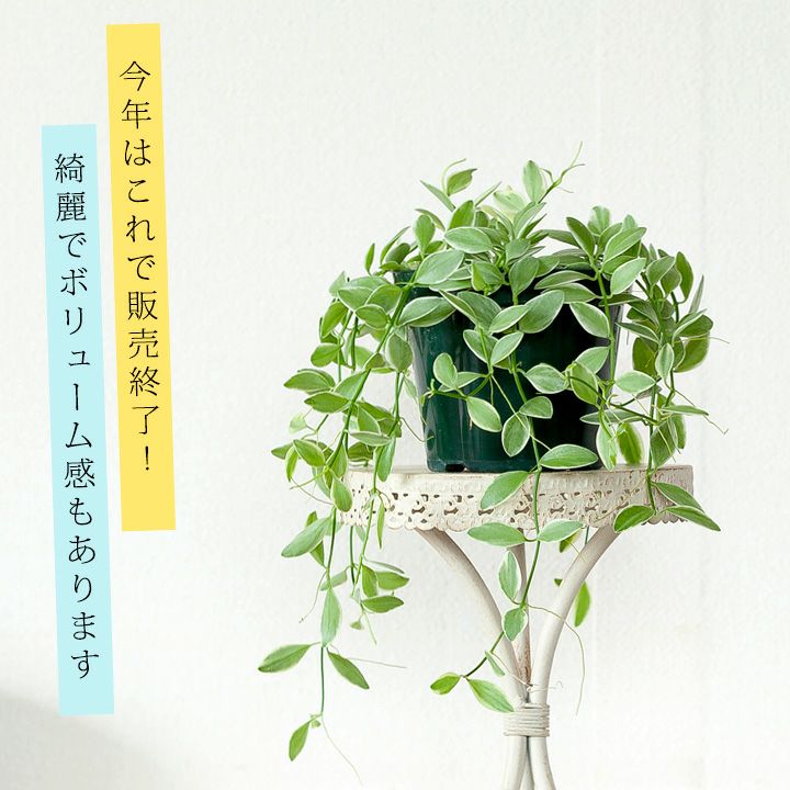 斑入りディスキディア「エメラルド」挿し芽たくさんボリューム苗｜e-花屋