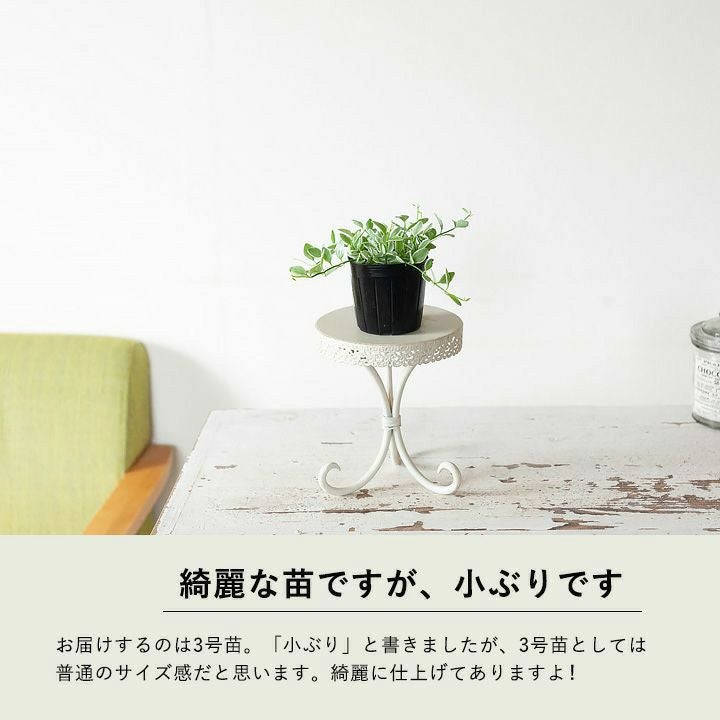 000000003568-03.jpg?size=l&w=