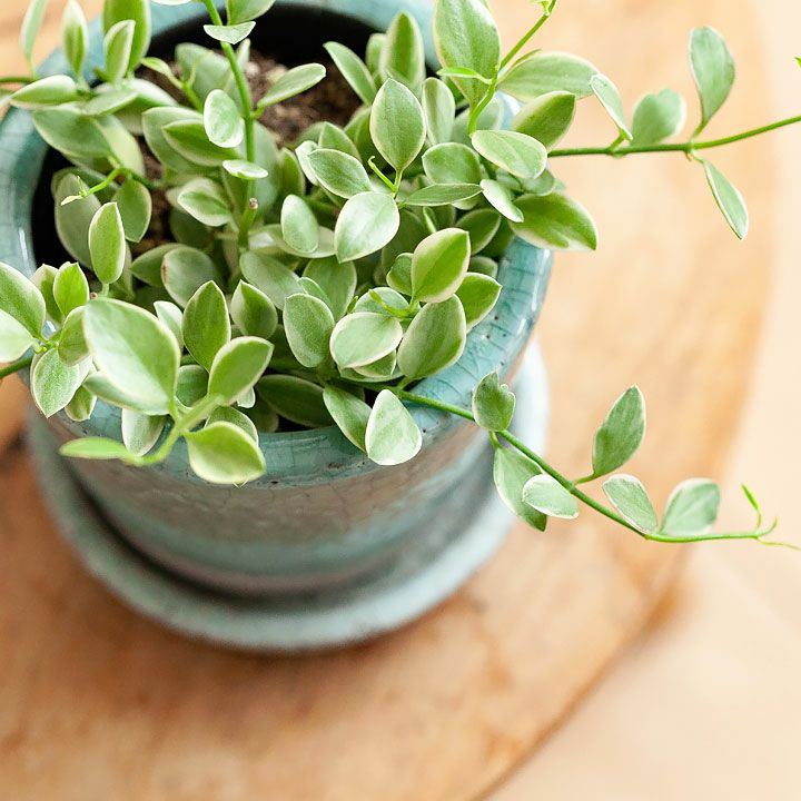 ❤️多肉植物そのまま飾れる❤️アンティーク調ティ-カップ鉢　エメランドグリーンカラー 開院祝い 開店祝いに!パフィオ蘭と多肉植物の寄せ植え 楕円形鉢