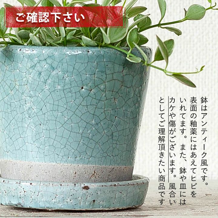 ディスキディア・エメラルド陶器鉢おしゃれに飾るGREENインテリア