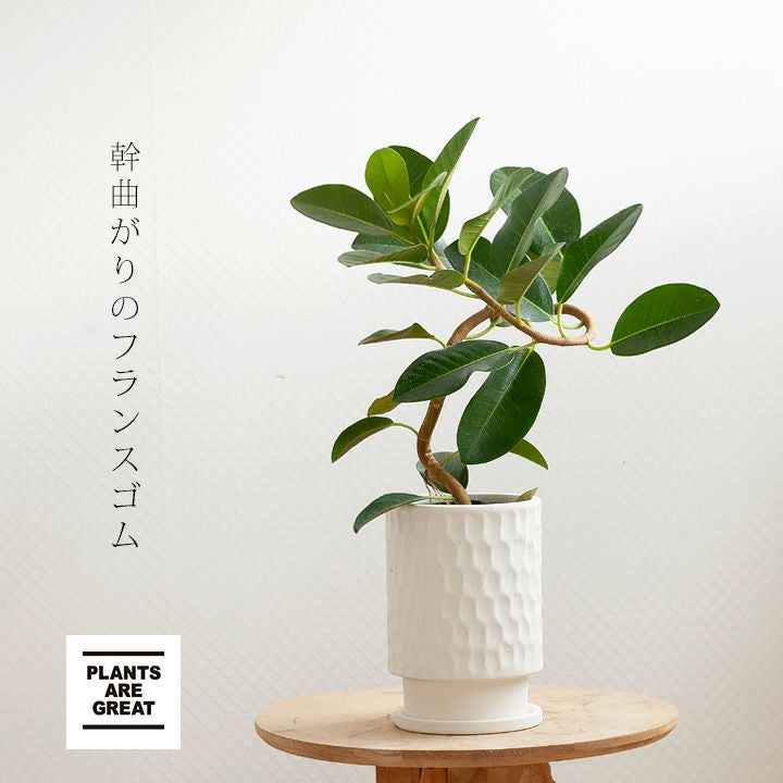 フランスゴムの木「幹曲がり」を陶器鉢で｜インテリア観葉植物