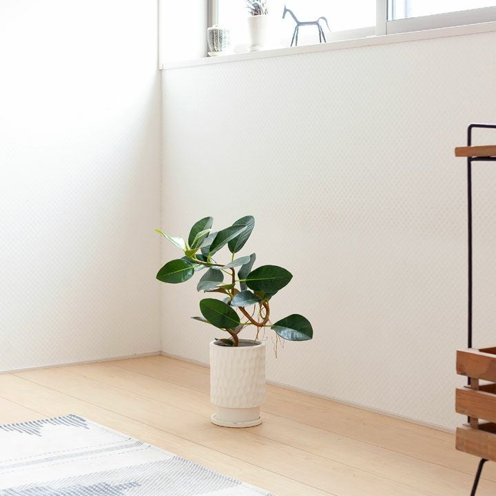 フランスゴムの木「幹曲がり」を陶器鉢で｜インテリア観葉植物