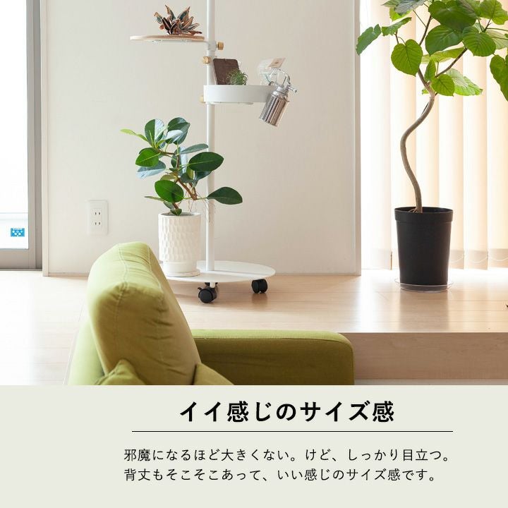 フランスゴムの木「幹曲がり」を陶器鉢で｜インテリア観葉植物
