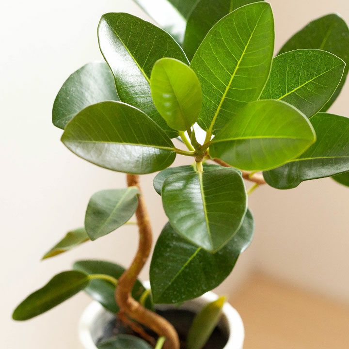 フランスゴムの木「幹曲がり」を陶器鉢で｜インテリア観葉植物