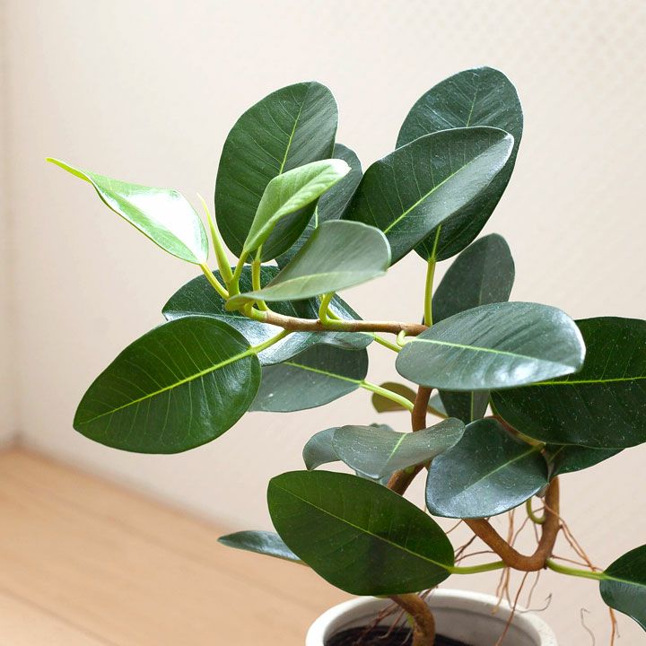 フランスゴムの木「幹曲がり」を陶器鉢で｜インテリア観葉植物