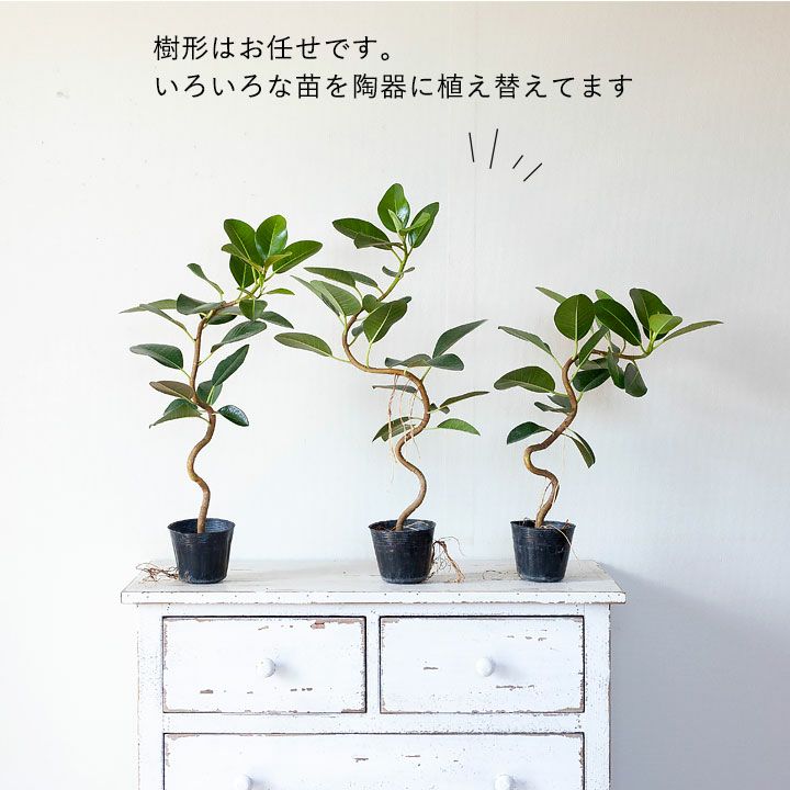 フランスゴムの木「幹曲がり」を陶器鉢で｜インテリア観葉植物