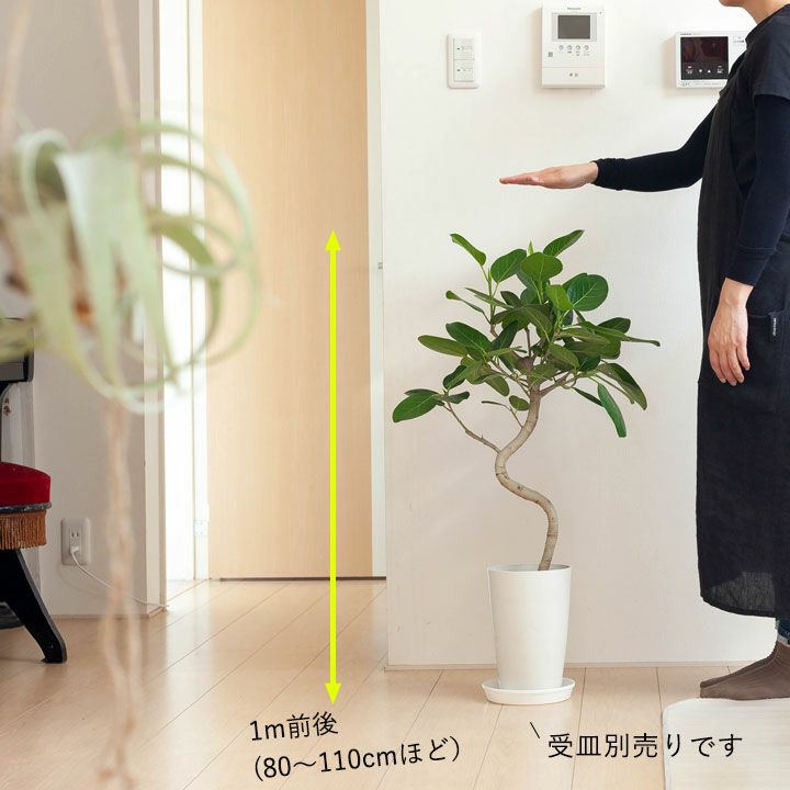 フィカスベンガレンシス曲がり｜剪定済おしゃれ樹形！成長遅い種