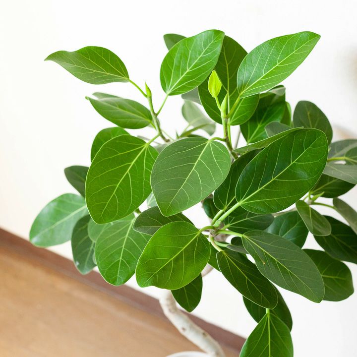 フィカスベンガレンシス曲がり｜剪定済おしゃれ樹形！成長遅い種