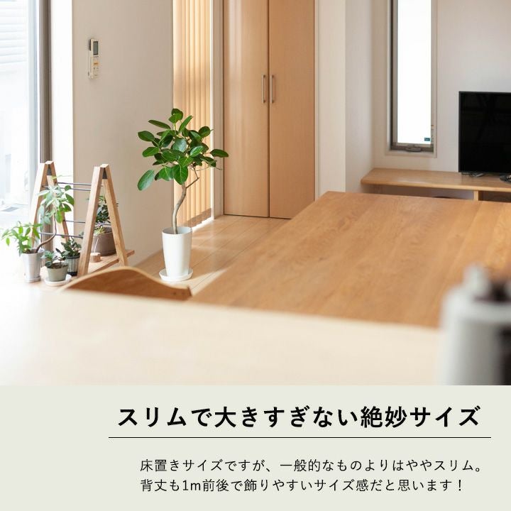 フィカスベンガレンシス♪ 143cm♪ 太幹曲がり リビングサイズ♪ 000000003587-09.jpg?size=l&w=