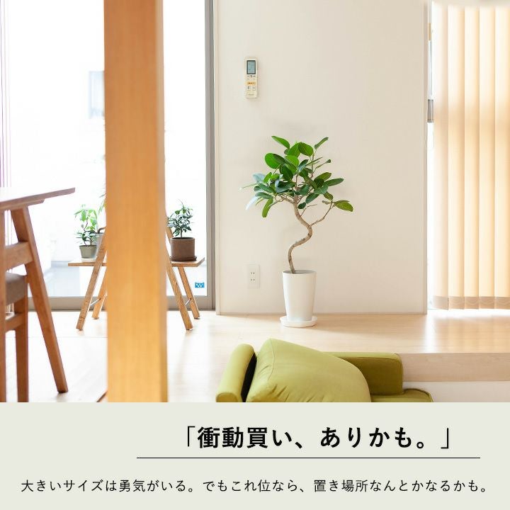 フィカスベンガレンシス曲がり｜剪定済おしゃれ樹形！成長遅い種