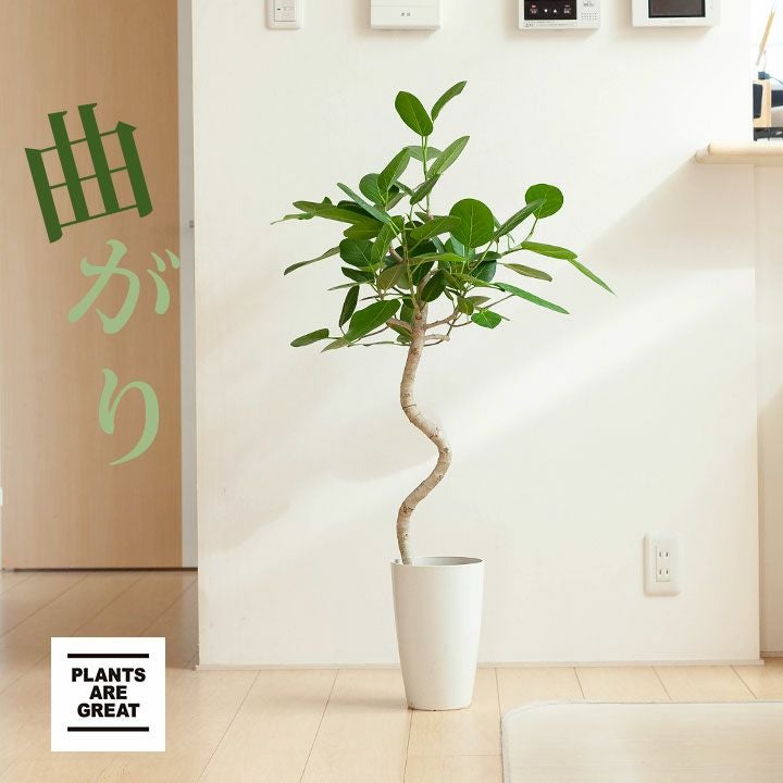 フィカスベンガレンシス曲がり｜剪定済おしゃれ樹形！成長遅い種
