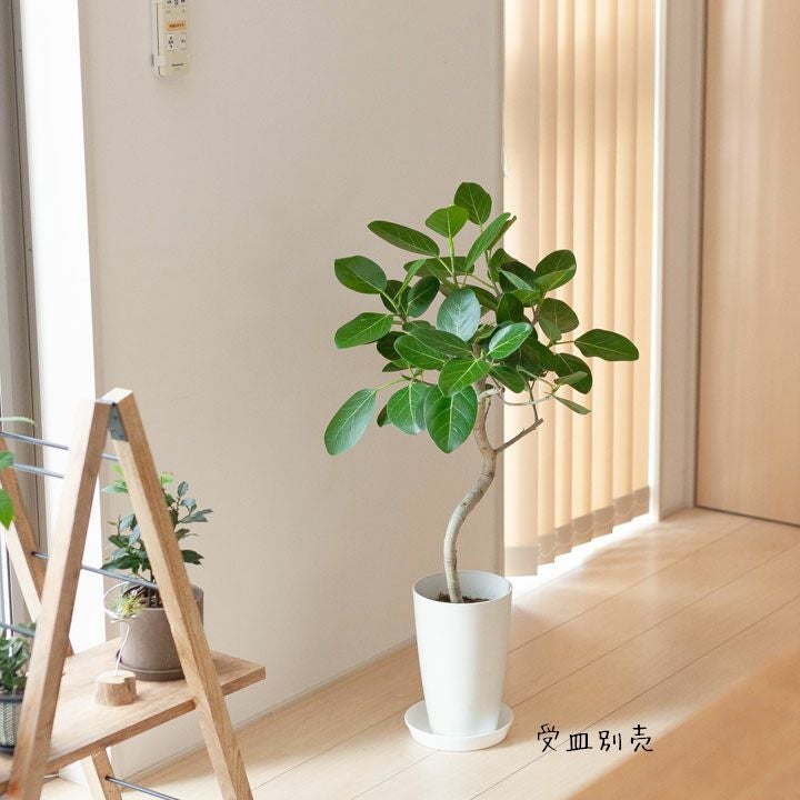 フィカスベンガレンシス曲がり｜剪定済おしゃれ樹形！成長遅い種