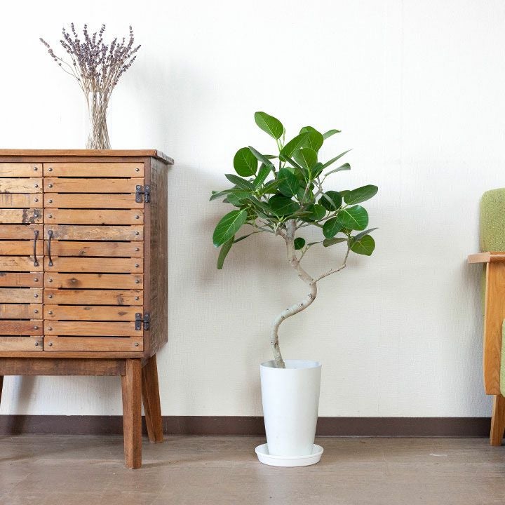 フィカスベンガレンシス曲がり｜剪定済おしゃれ樹形！成長遅い種