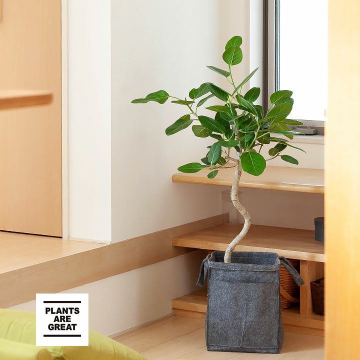 ベンガレルゴムの木｜幹曲がり、鉢もお洒落！新築祝いの観葉植物に