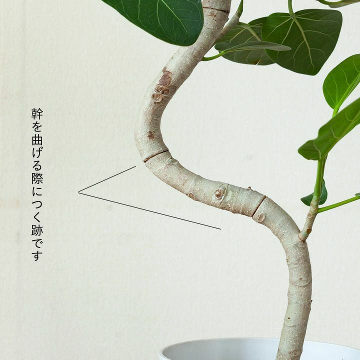 ベンガレルゴムの木｜幹曲がり、鉢もお洒落！新築祝いの観葉植物に