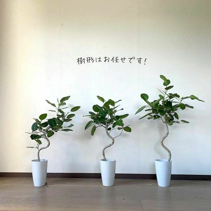 ベンガレルゴムの木｜幹曲がり、鉢もお洒落！新築祝いの観葉植物に