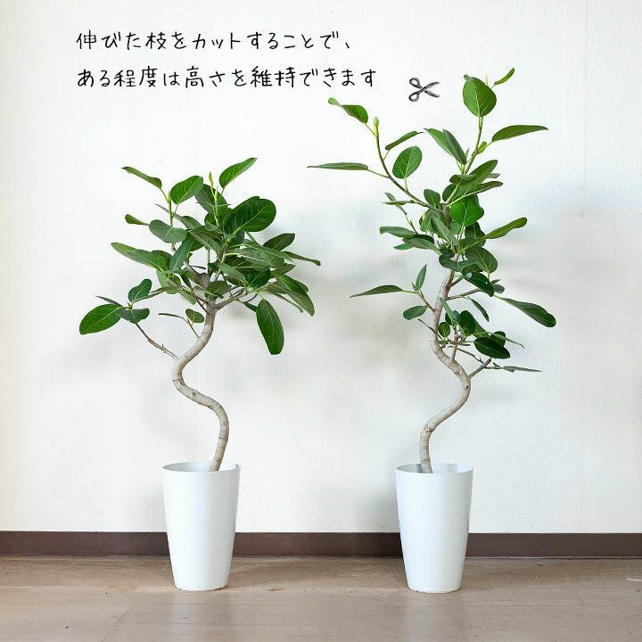 ベンガレルゴムの木｜幹曲がり、鉢もお洒落！新築祝いの観葉植物に