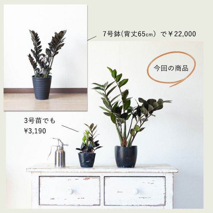 ザミオクルカスザミーフォリア「レイヴン」ブラックリーフe-花屋さん