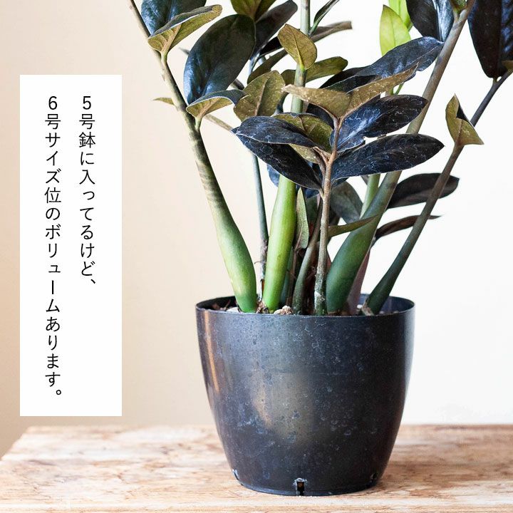 ジンたろ様　激レア　ザミオクルカス　レイヴン　ブラックピンク斑入り　芋あり ジンたろ様 激レア ザミオクルカス レイヴン ブラックピンク斑入り 芋
