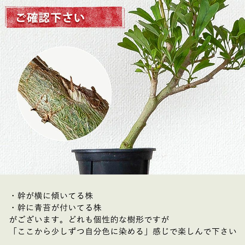 トライアンギュラリス（シェフレラ）｜ハートの観葉植物：育て方付き