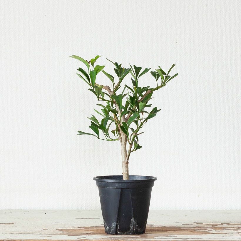 トライアンギュラリス（シェフレラ）｜ハートの観葉植物：育て方付き