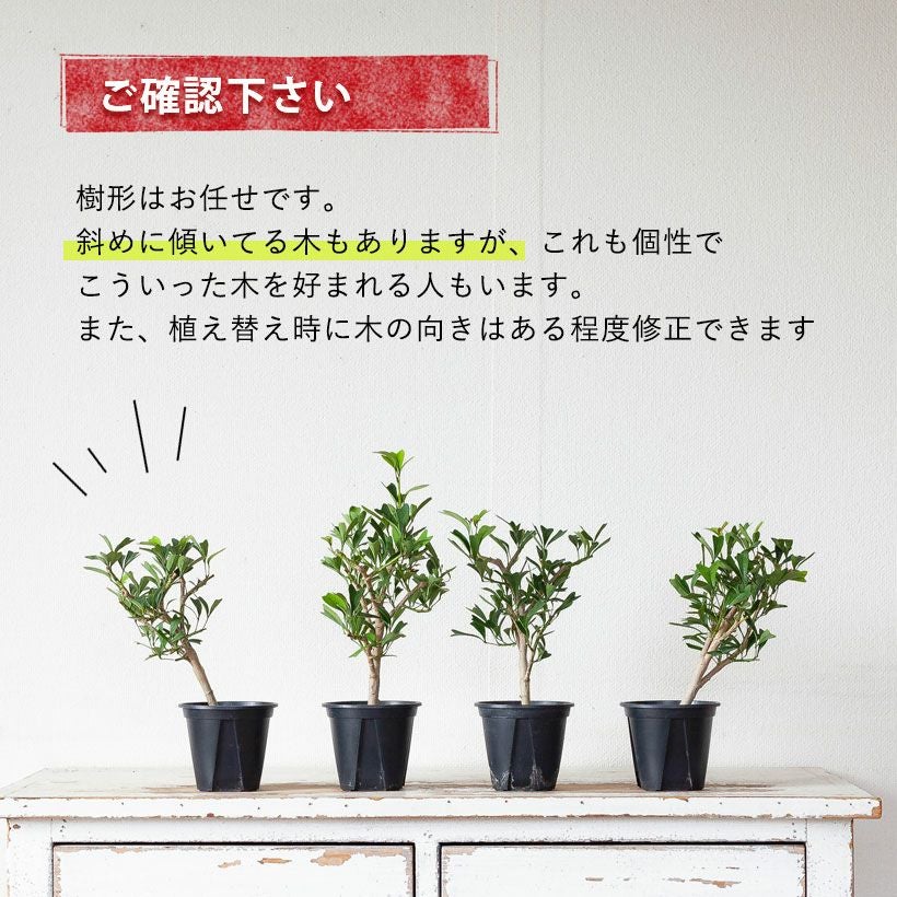 トライアンギュラリス（シェフレラ）｜ハートの観葉植物：育て方付き