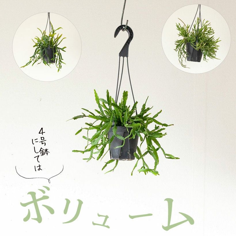 リプサリス　ハンキング リプサリス（ハンギング）Plants | hues design online store