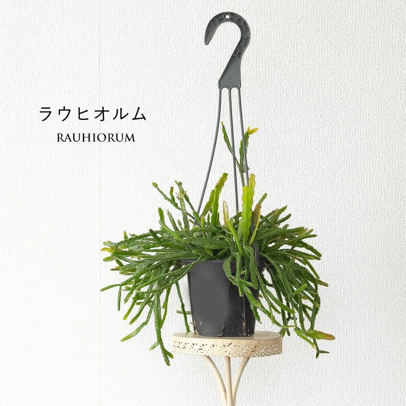 リプサリス「小さめで吊るしやすい」おすすめ5品種｜e-花屋さん