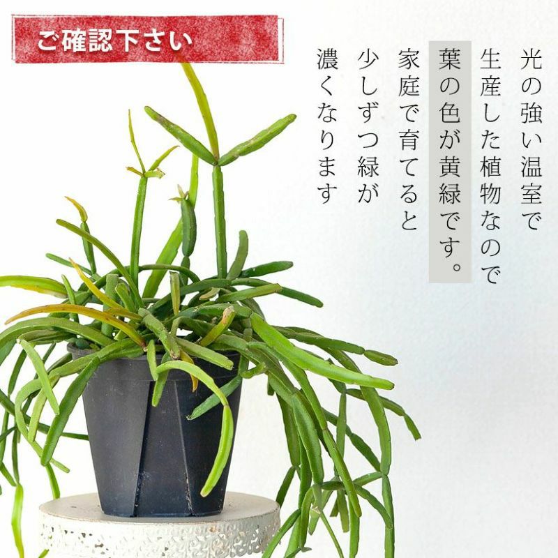 リプサリス「小さめで吊るしやすい」おすすめ5品種｜e-花屋さん