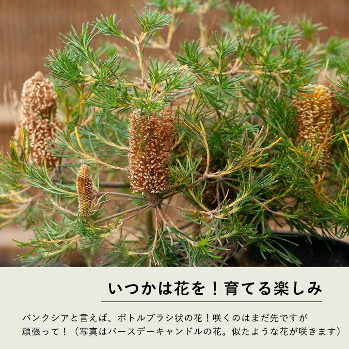 ヘアピンバンクシア(スぺヌロサ)ボトルブラシの花が咲くお勧め樹木
