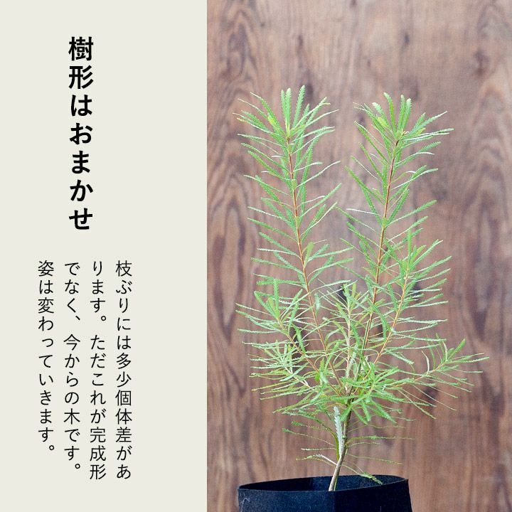 ヘアピンバンクシア(スぺヌロサ)ボトルブラシの花が咲くお勧め樹木