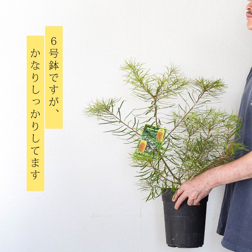 ヘアピンバンクシア(スぺヌロサ)ボトルブラシの花が咲くお勧め樹木