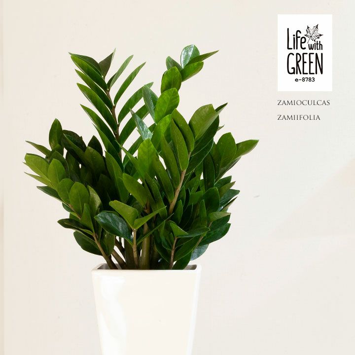 陰に強い植物！ザミオクルカス・ザミーフォリア[公式] e-花屋さん