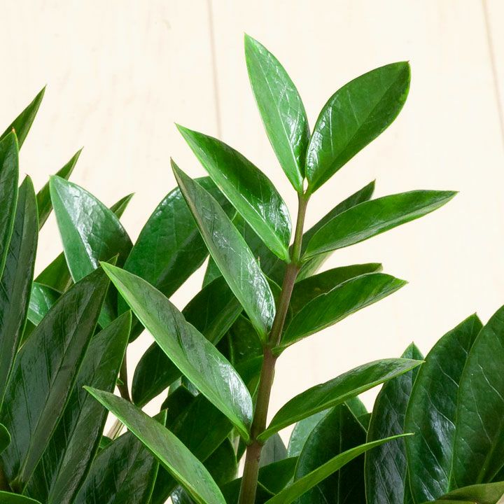 陰に強い植物！ザミオクルカス・ザミーフォリア[公式] e-花屋さん