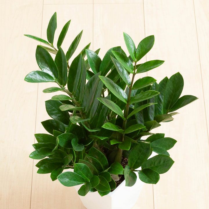 陰に強い植物！ザミオクルカス・ザミーフォリア[公式] e-花屋さん
