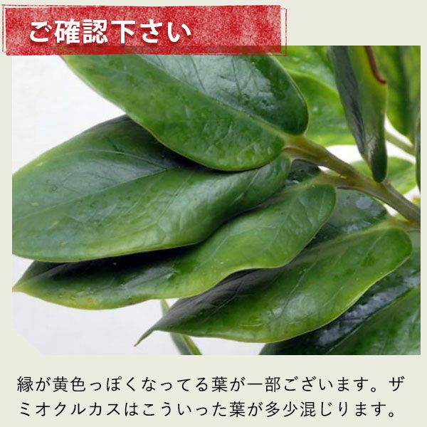 陰に強い植物！ザミオクルカス・ザミーフォリア[公式] e-花屋さん
