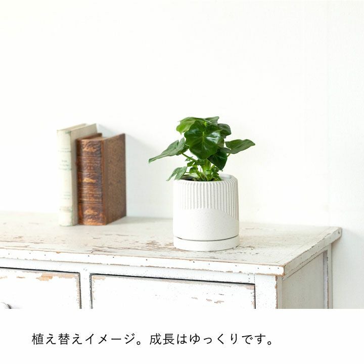 セローム・スーパーアトム（フィロデンドロン）育て方付きe-花屋さん