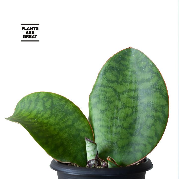 サンスベリア・マッソニア―ナ｜育てやすい観葉植物[公式] e-花屋さん