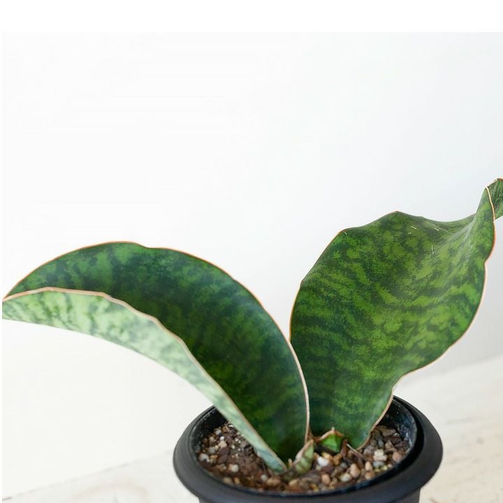 サンスベリア・マッソニア―ナ｜育てやすい観葉植物[公式] e-花屋さん
