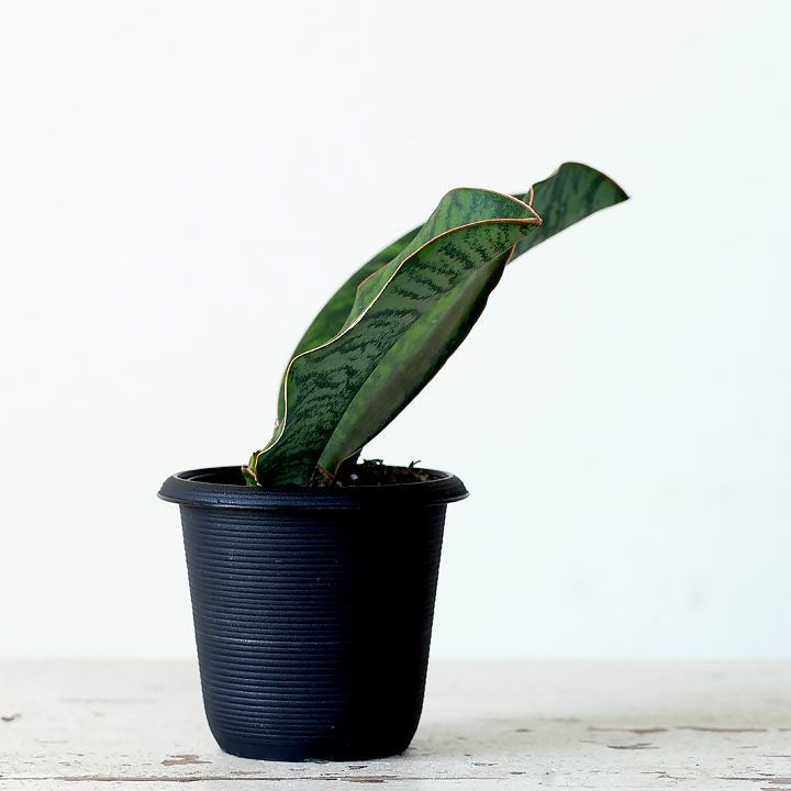 サンスベリア・マッソニア―ナ｜育てやすい観葉植物[公式] e-花屋さん
