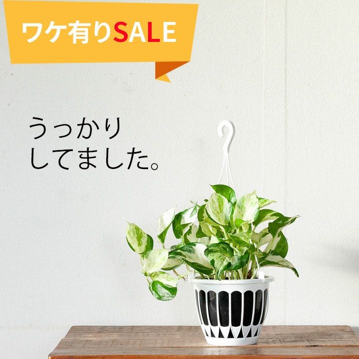 訳有りSALE]ポトス・ステータス | [公式]e-花屋さん