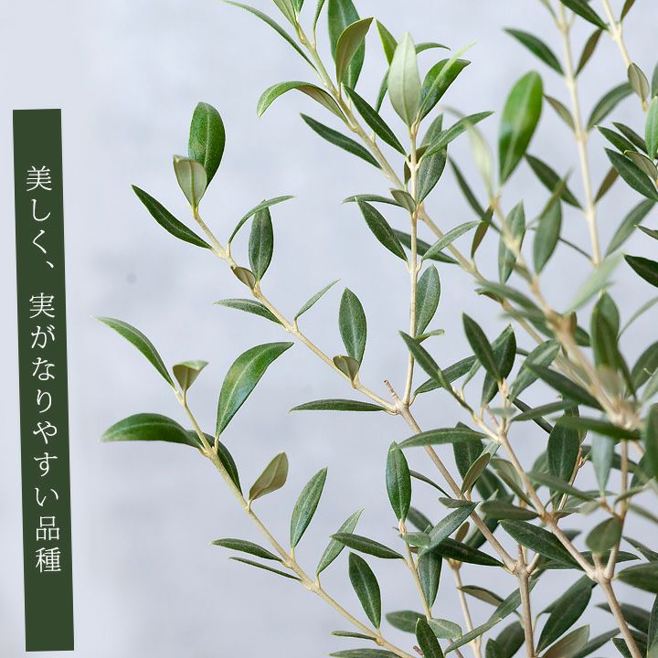 000000003724-01.jpg?size=l&w=