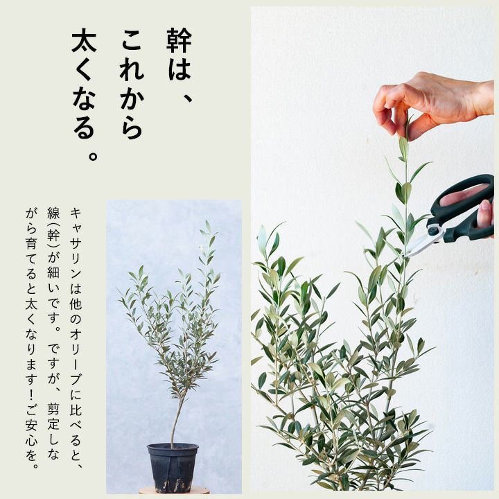 000000003724-04.jpg?size=l&w=