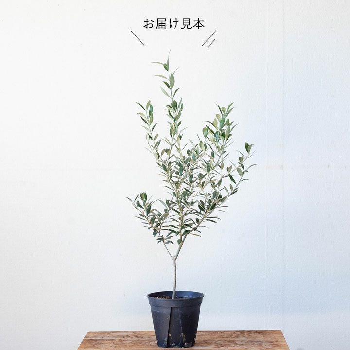 オリーブセントキャサリン｜一本でも実がなりやすい品種e-花屋さん