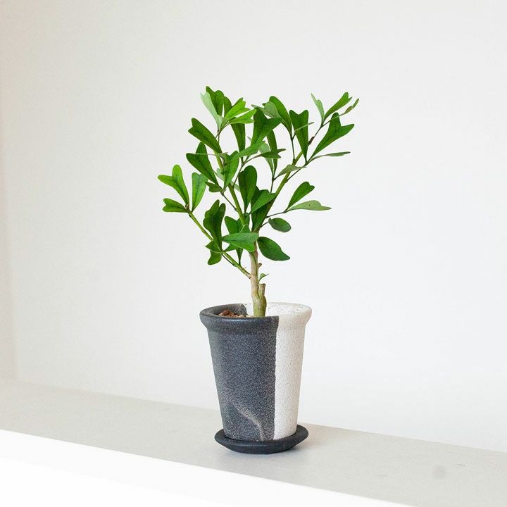 白黒モダン石の質感の植木鉢｜2～2.5号サイズ植物の植替えに適応