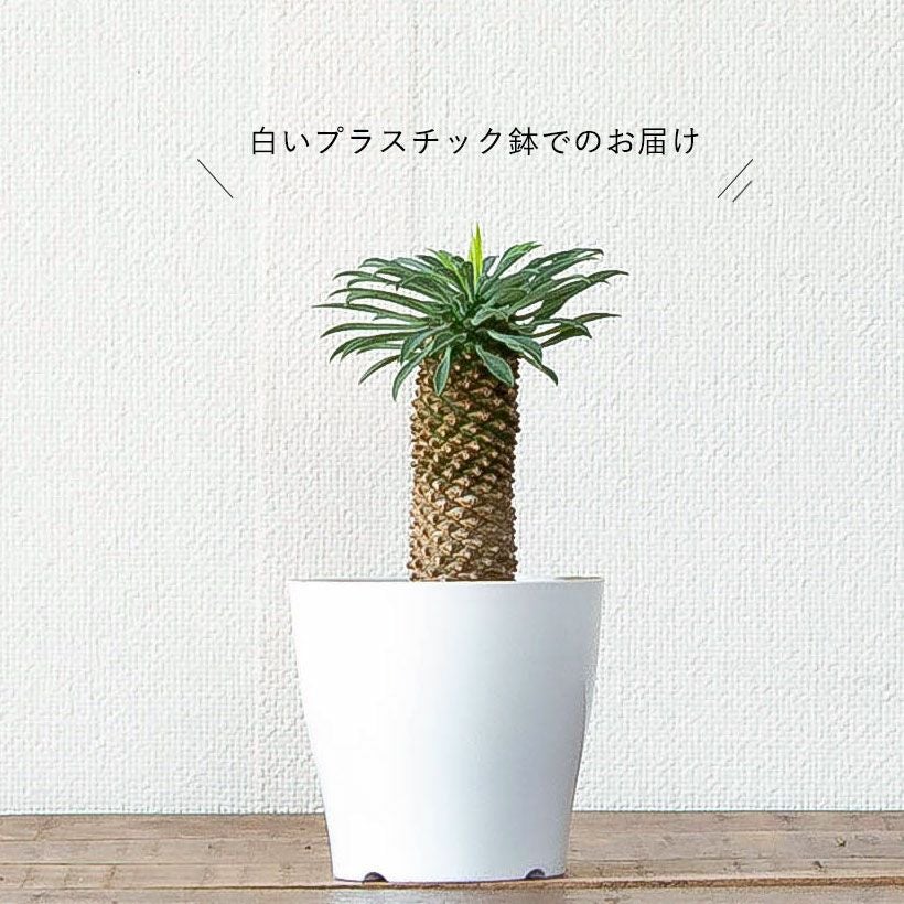 ソテツキリン（蘇鉄麒麟）｜伸びすぎてない！幹太むっくりe-花屋さん