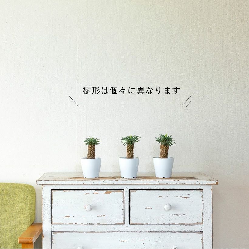 ソテツキリン（蘇鉄麒麟）｜伸びすぎてない！幹太むっくりe-花屋さん